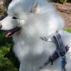 Magnetic Dog Harness with Handle - Easy On, No-Pull Design