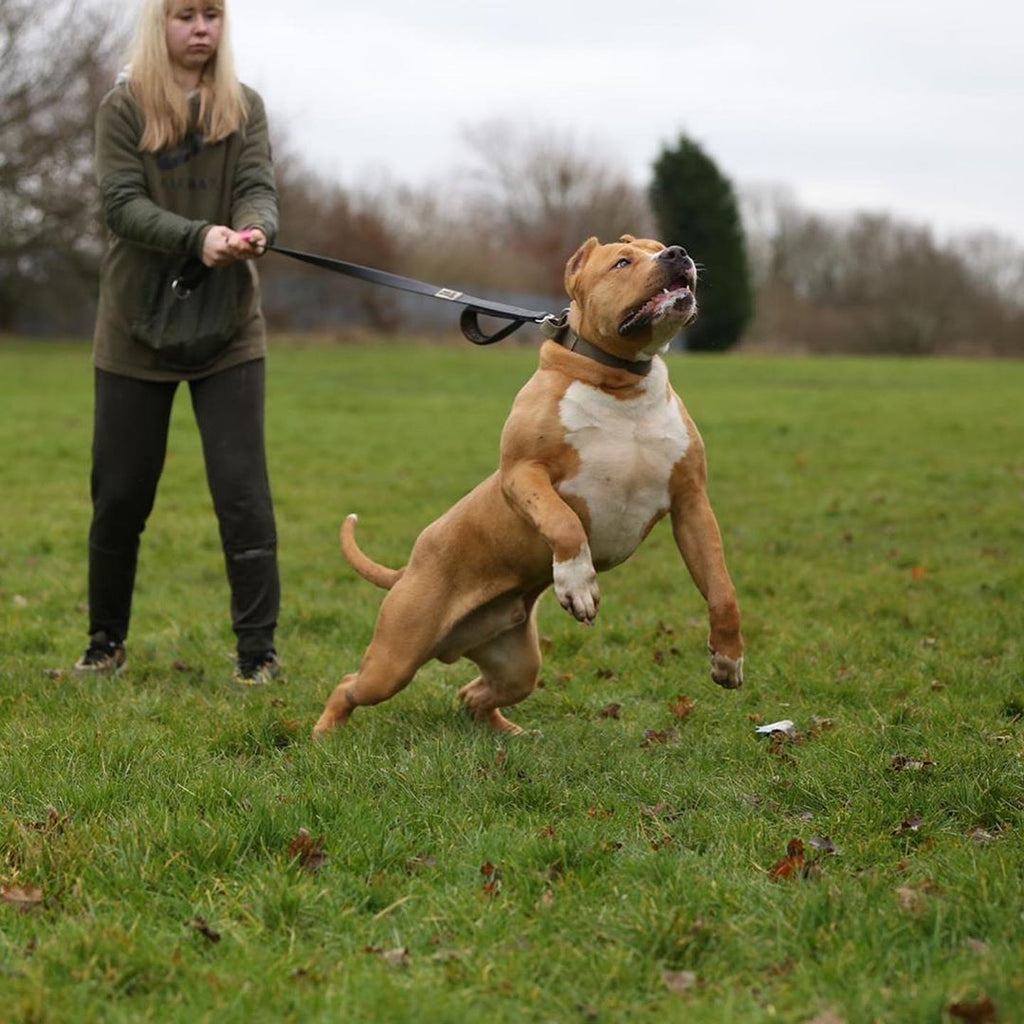 BESTIA DOG SPORT dual handle leash
