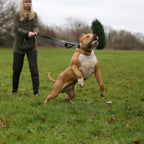 BESTIA DOG SPORT dual handle leash