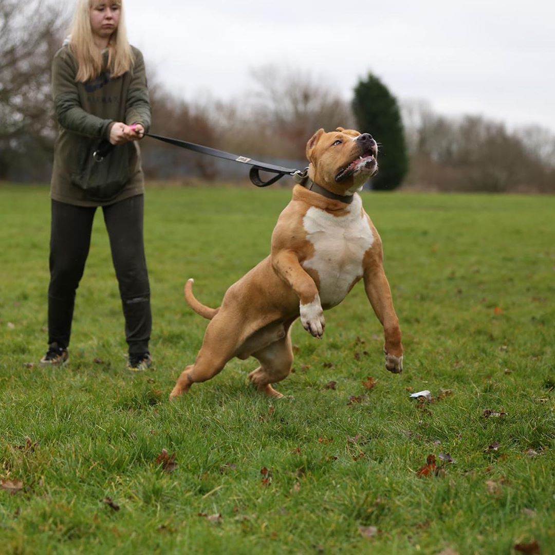 BESTIA DOG SPORT dual handle leash
