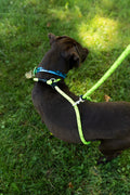 Rescue Pro Harness Leash