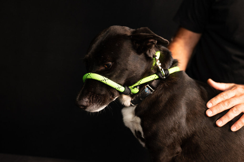 Rescue Pro Harness Leash