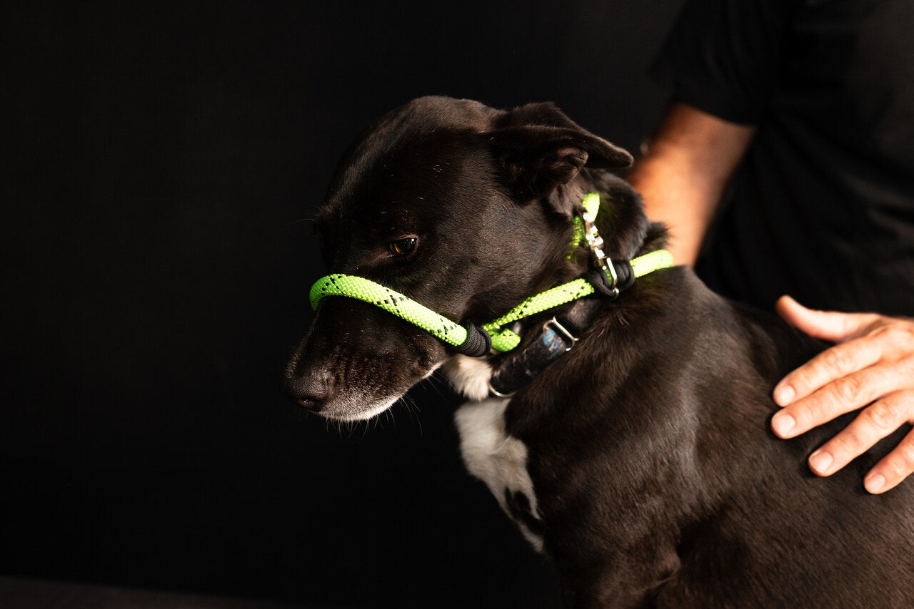 Rescue Pro Harness Leash