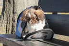Pet Life ® Sporty Mesh Airline Approved Zippered Folding Collapsible Travel Pet Dog Carrier